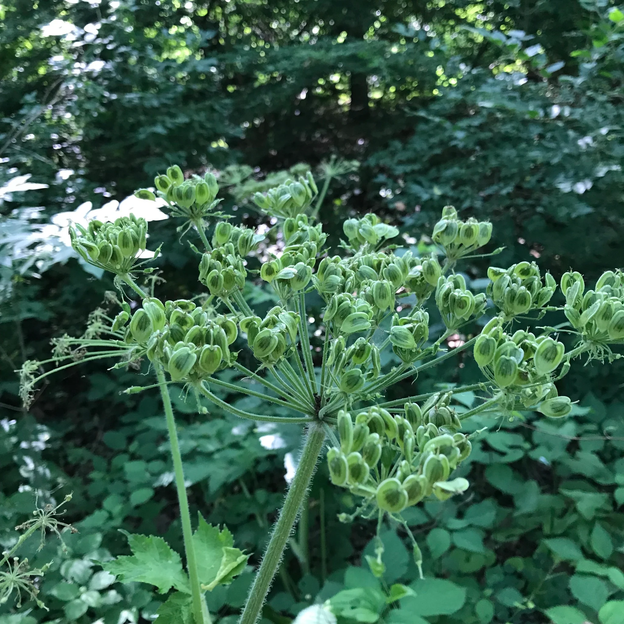 Cow Parsnip - Image 5