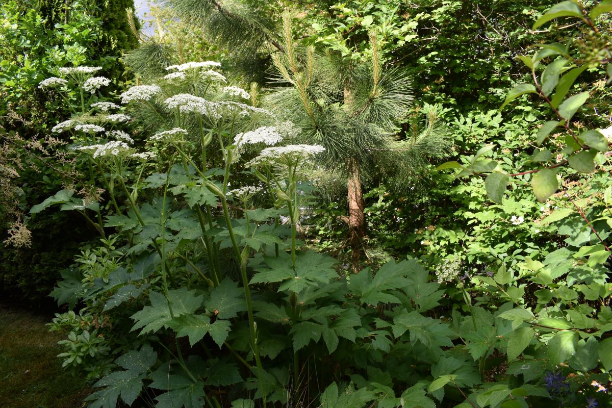 Cow Parsnip - Image 6