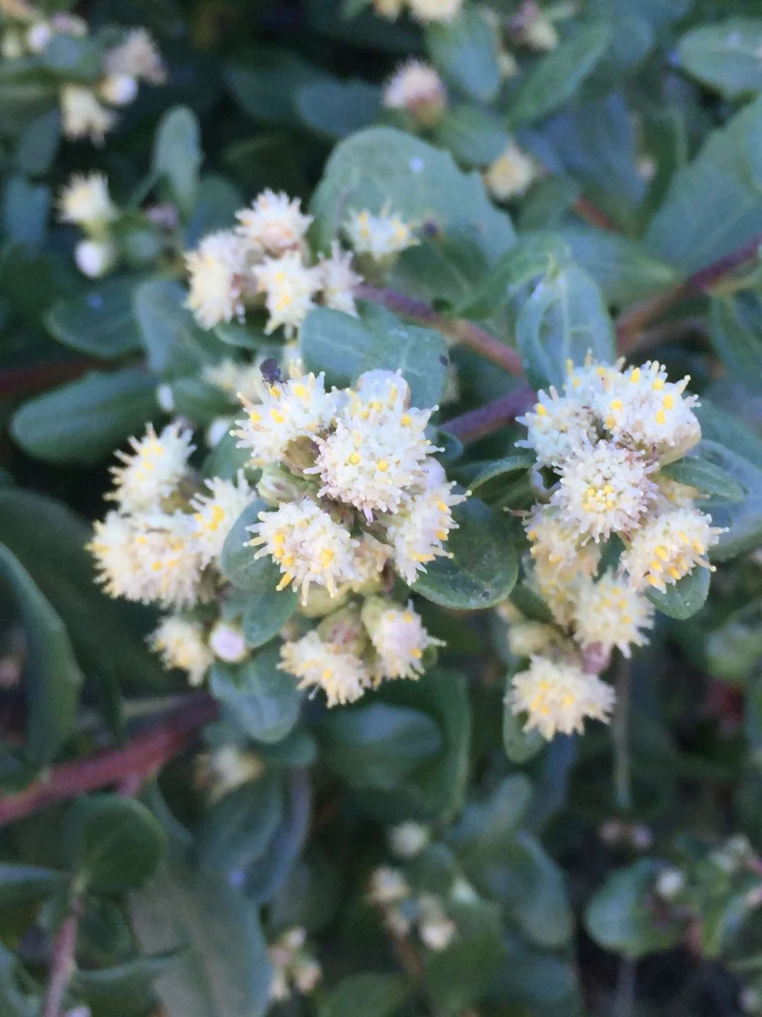 Coyote Bush - Image 2
