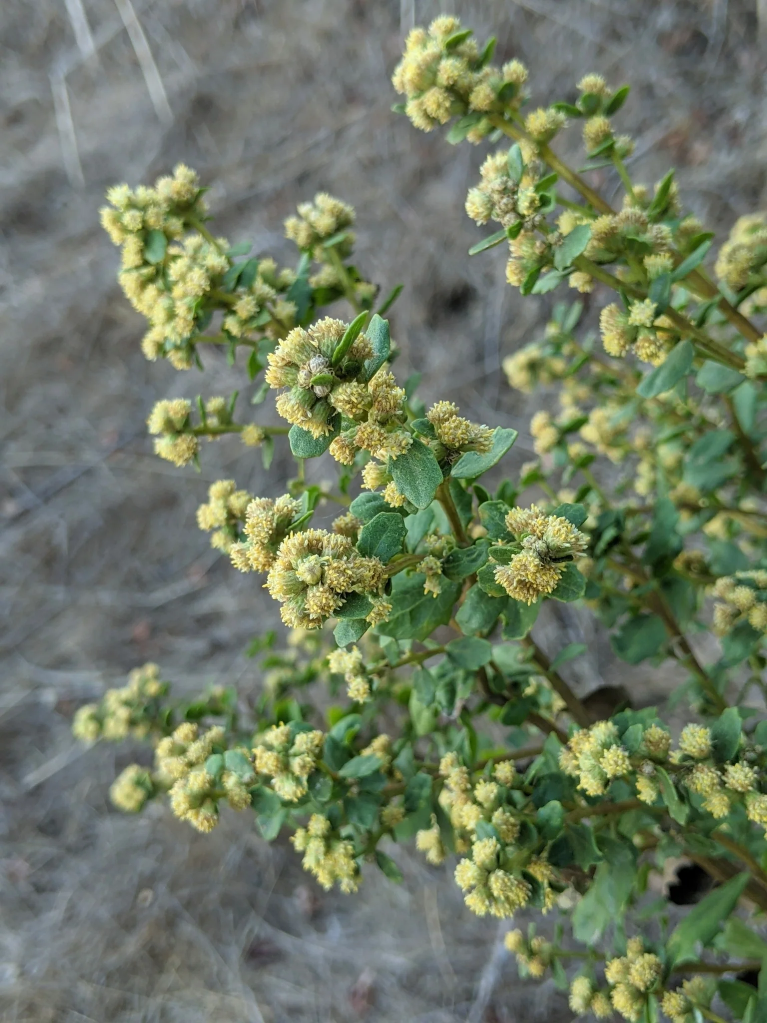 Coyote Bush - Image 3