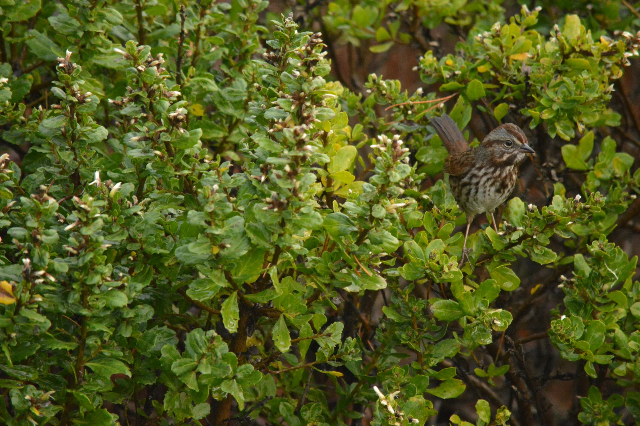 Coyote Bush - Image 5
