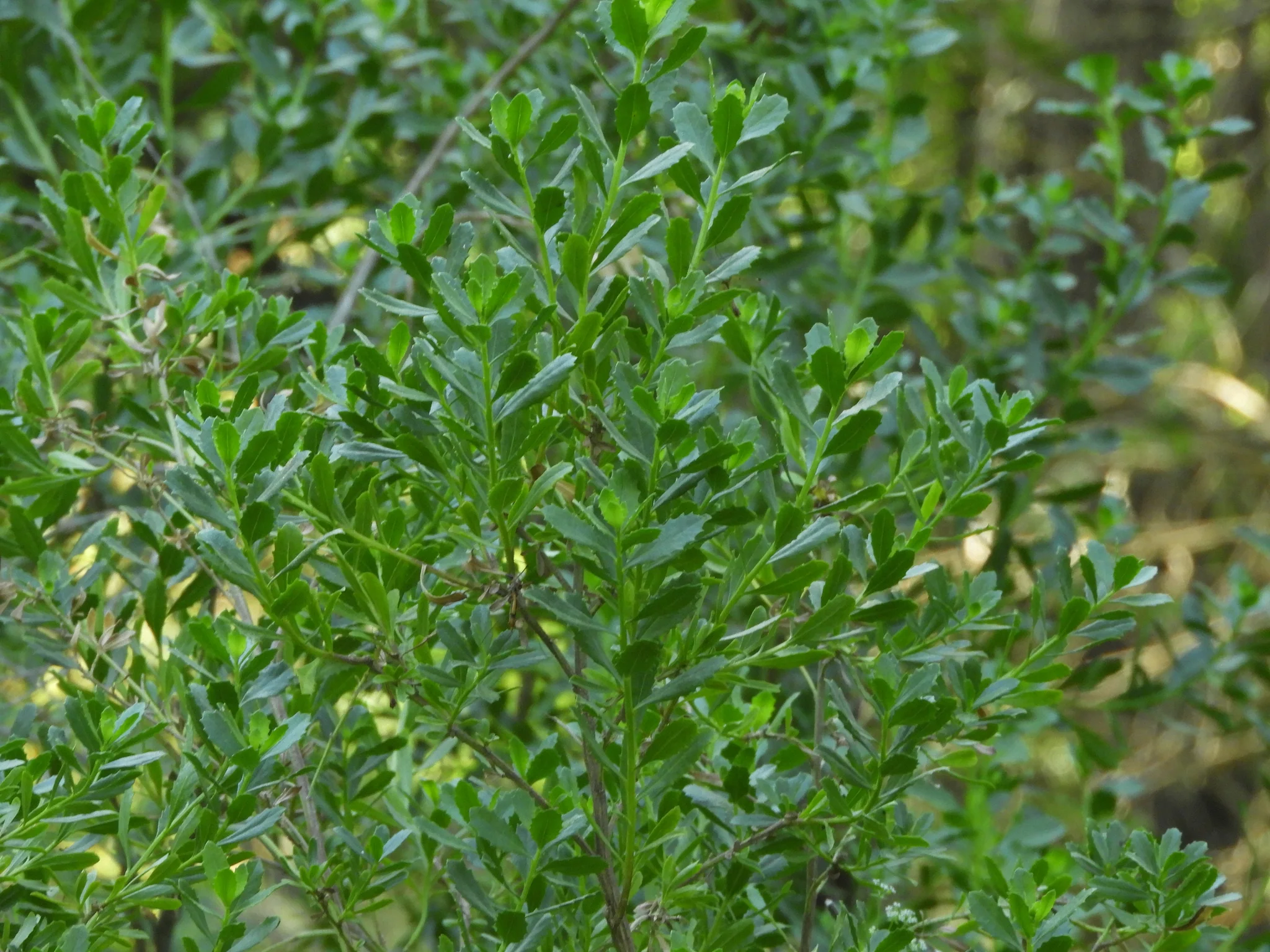 Coyote Bush - Image 6