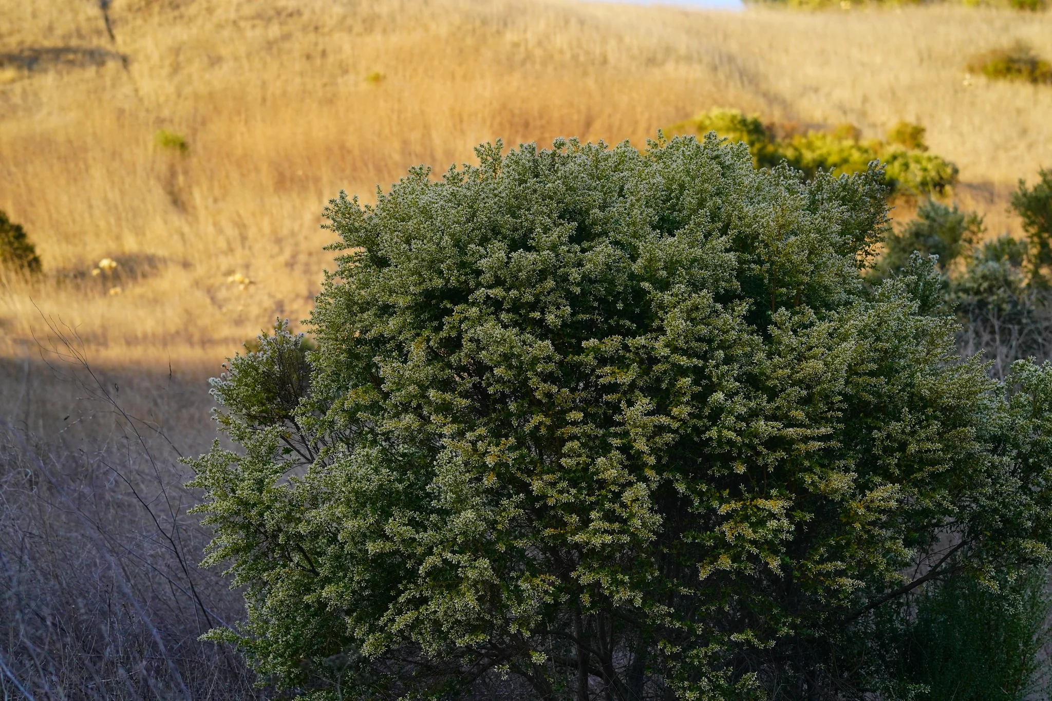 Coyote Bush - Image 7