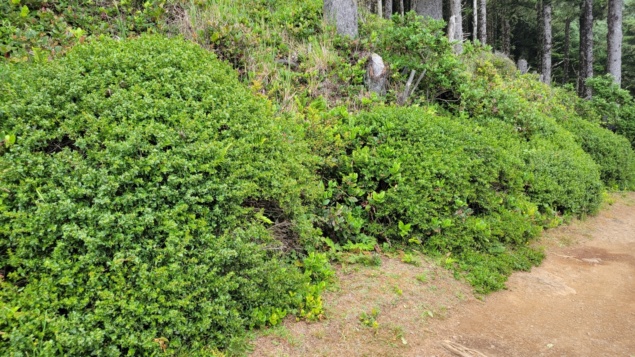 Coyote Bush - Image 8