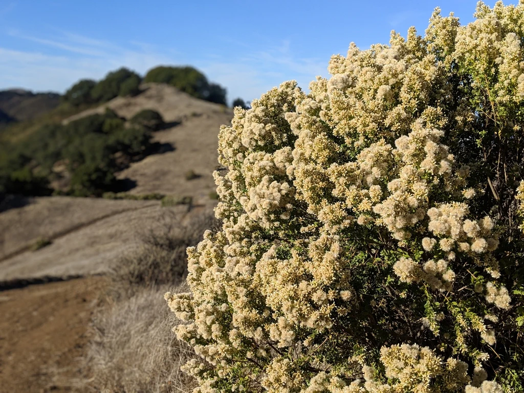 Coyote Bush - Image 9