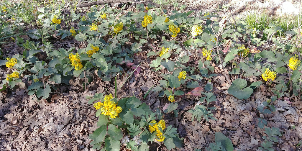 Creeping Oregon Grape - Image 10
