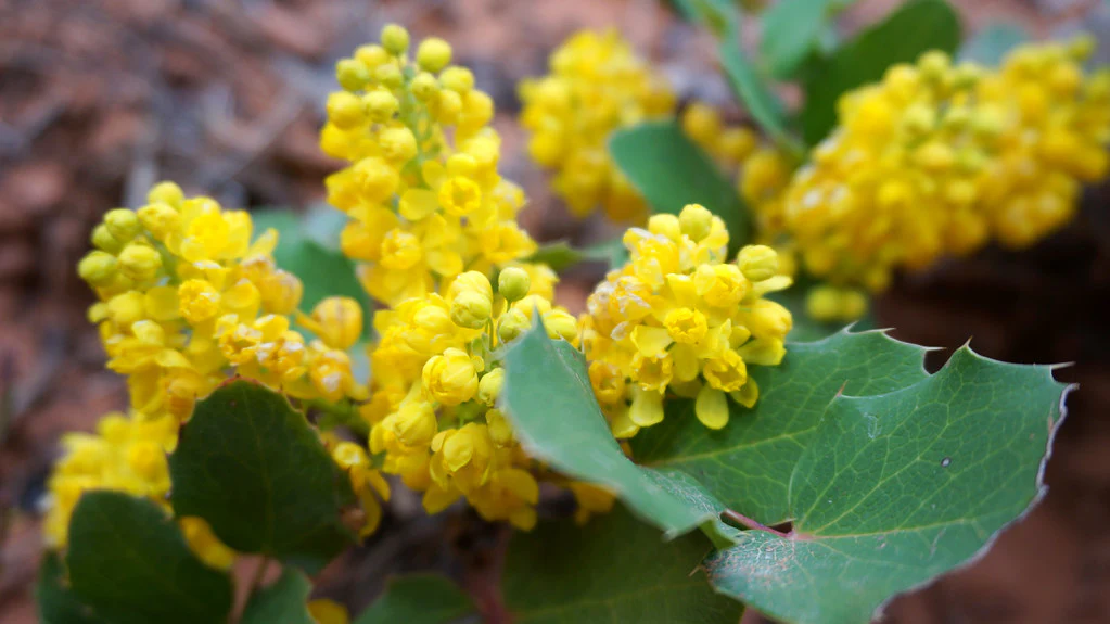 Creeping Oregon Grape - Image 3