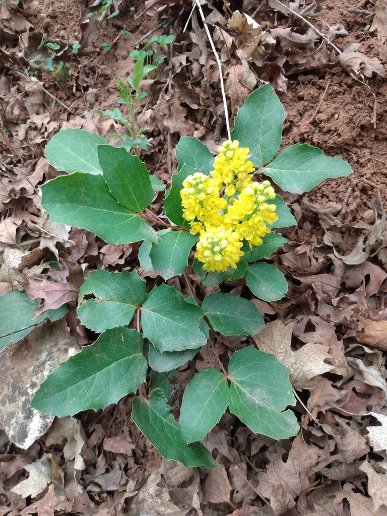Creeping Oregon Grape - Image 4