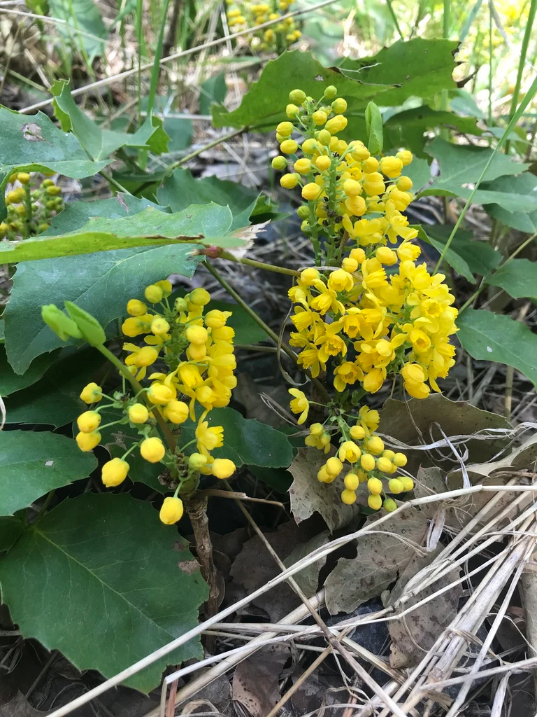 Creeping Oregon Grape - Image 5