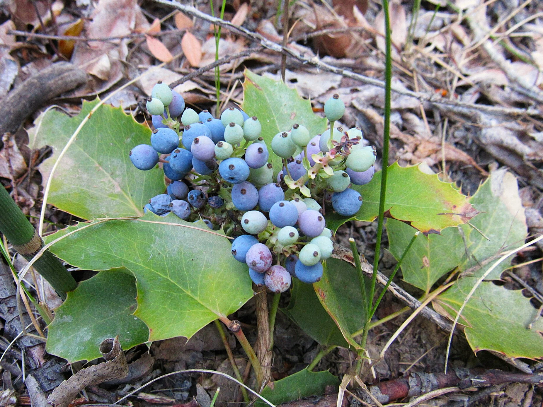 Creeping Oregon Grape - Image 6