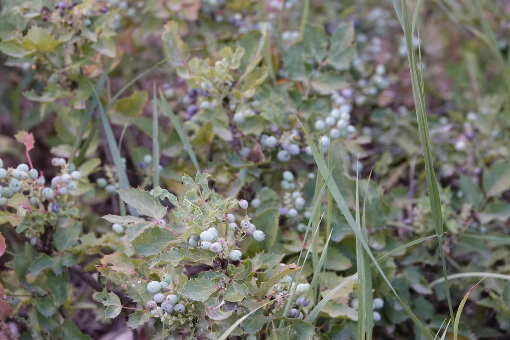 Creeping Oregon Grape - Image 7