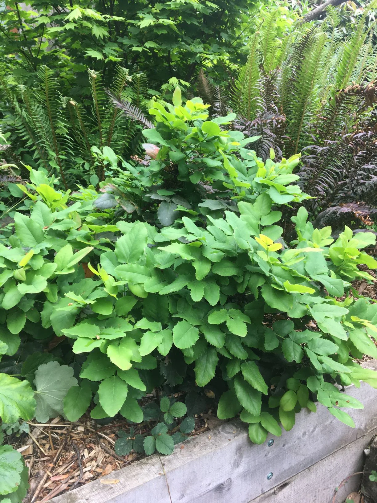 Creeping Oregon Grape - Image 8