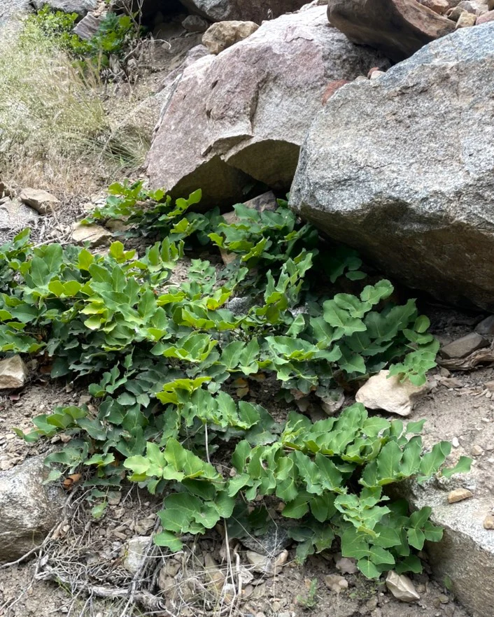 Creeping Oregon Grape - Image 9