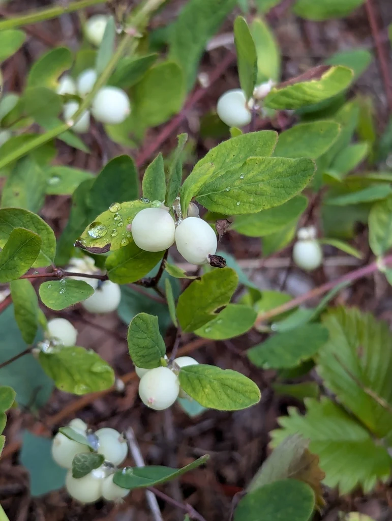 Creeping Snowberry - Image 3