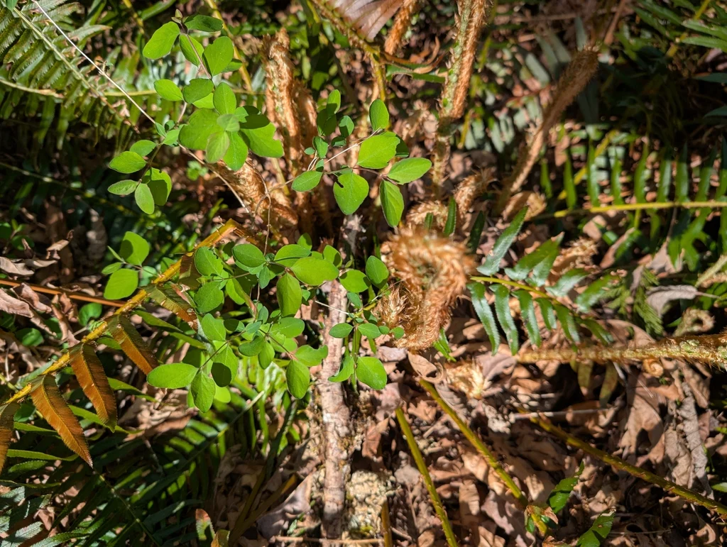 Creeping Snowberry - Image 4