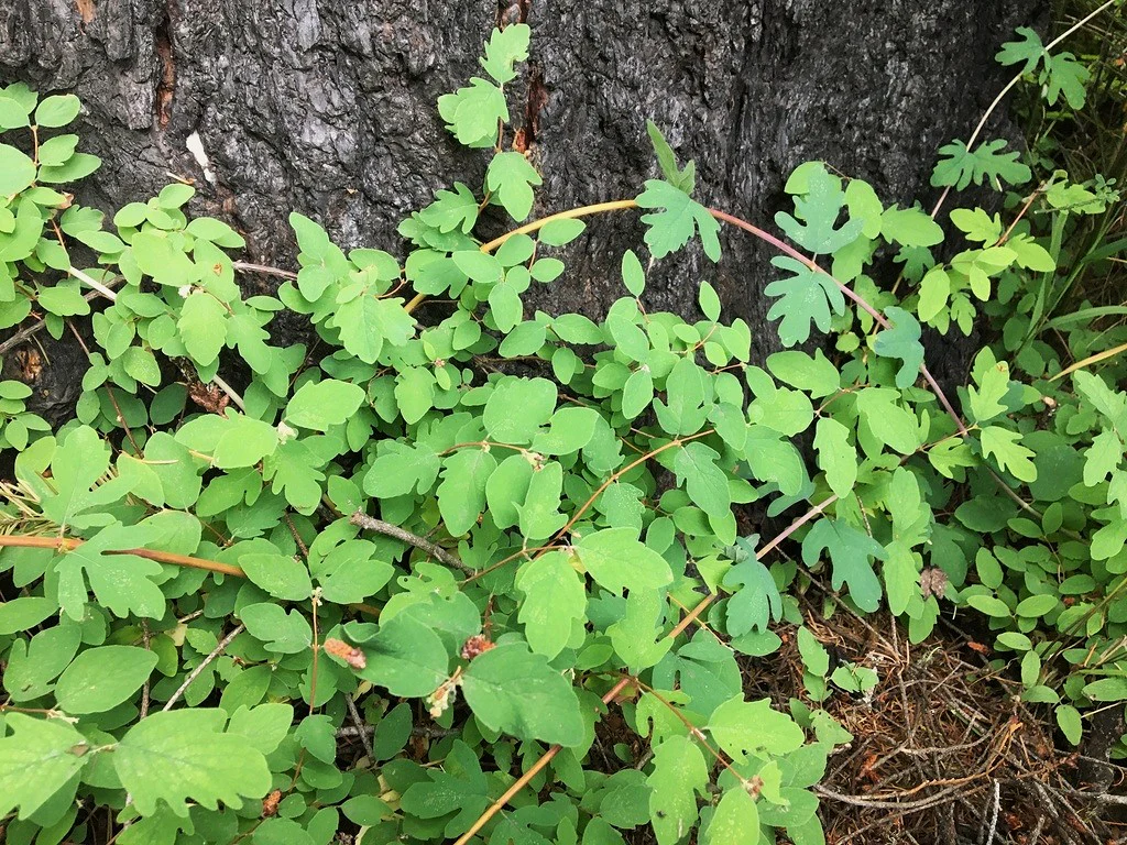 Creeping Snowberry - Image 5