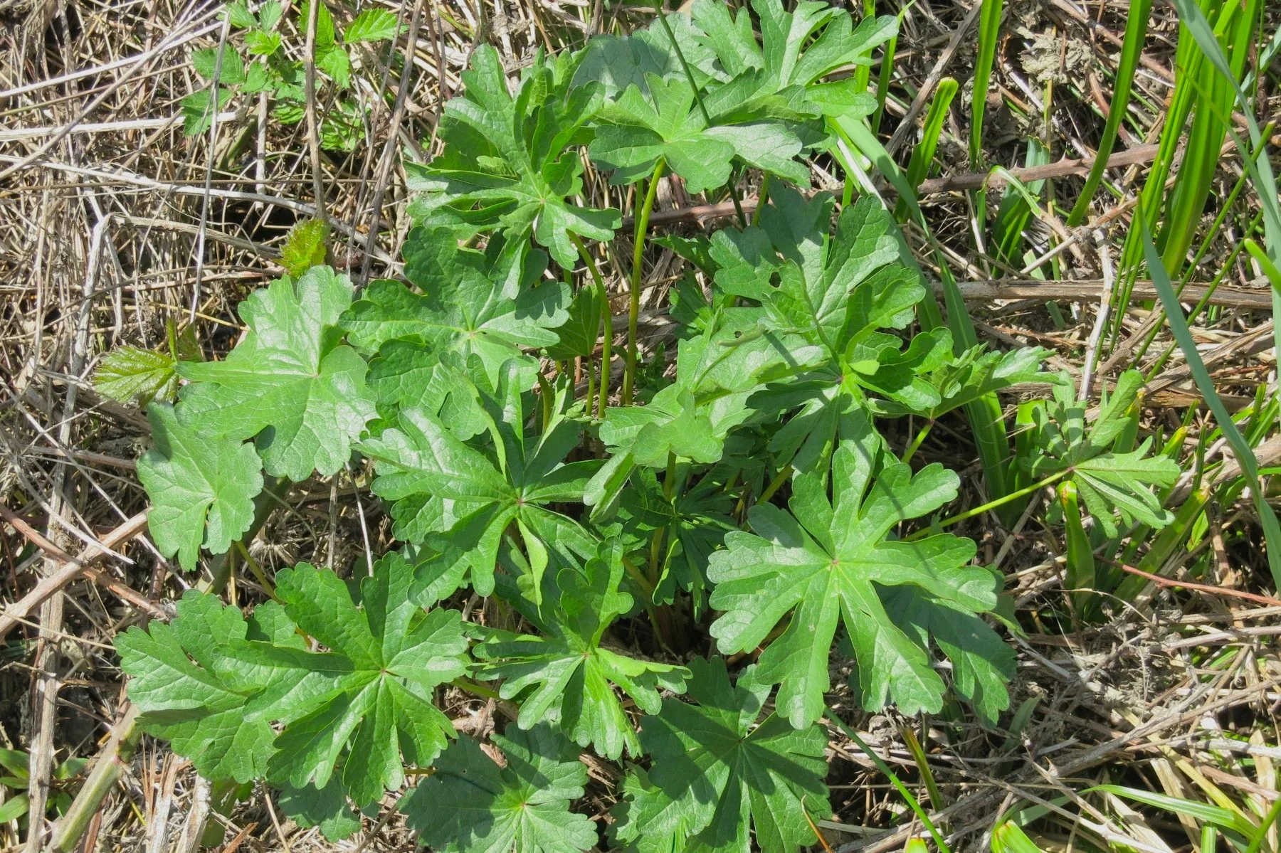 Cusick's Checkermallow - Image 2