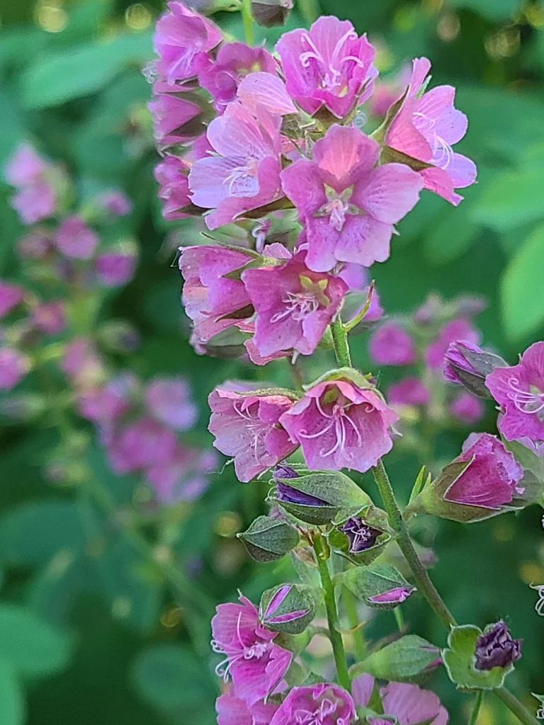 Cusick's Checkermallow - Image 3