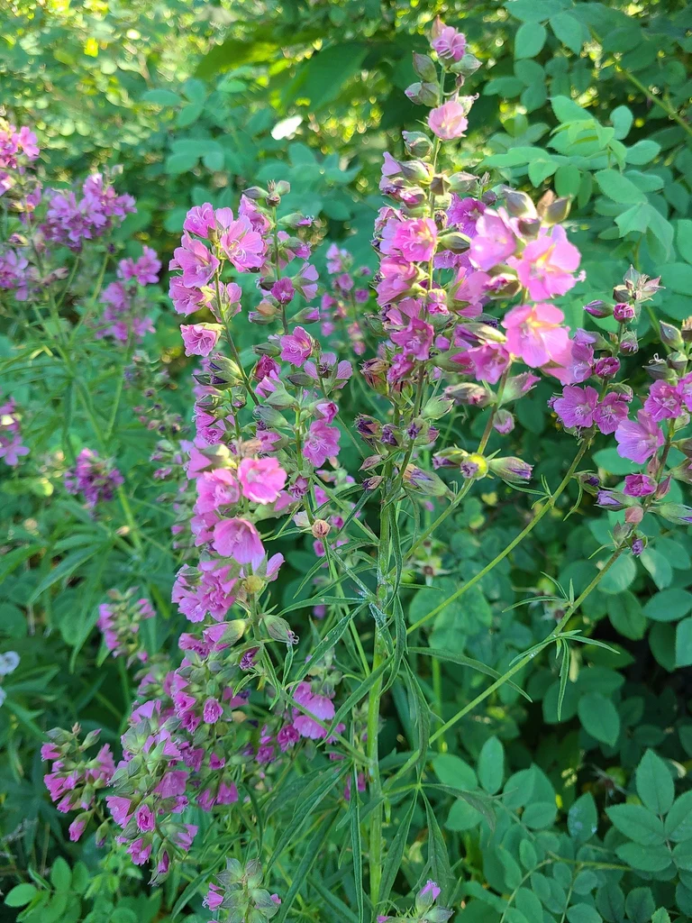 Cusick's Checkermallow - Image 4