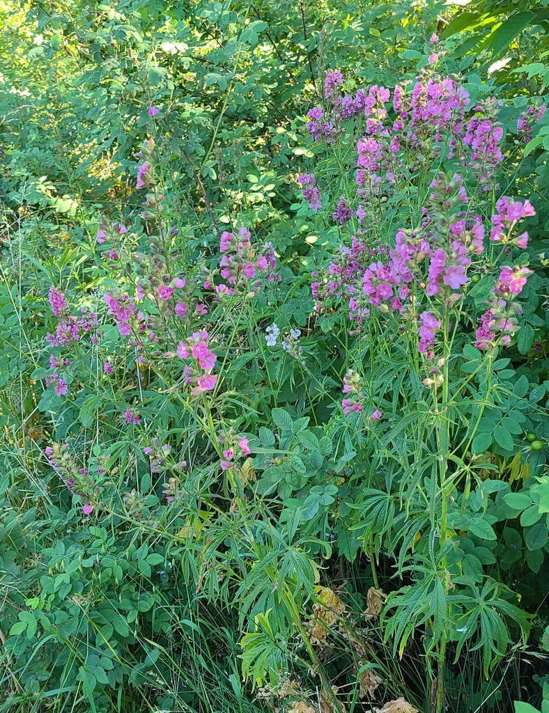 Cusick's Checkermallow - Image 5