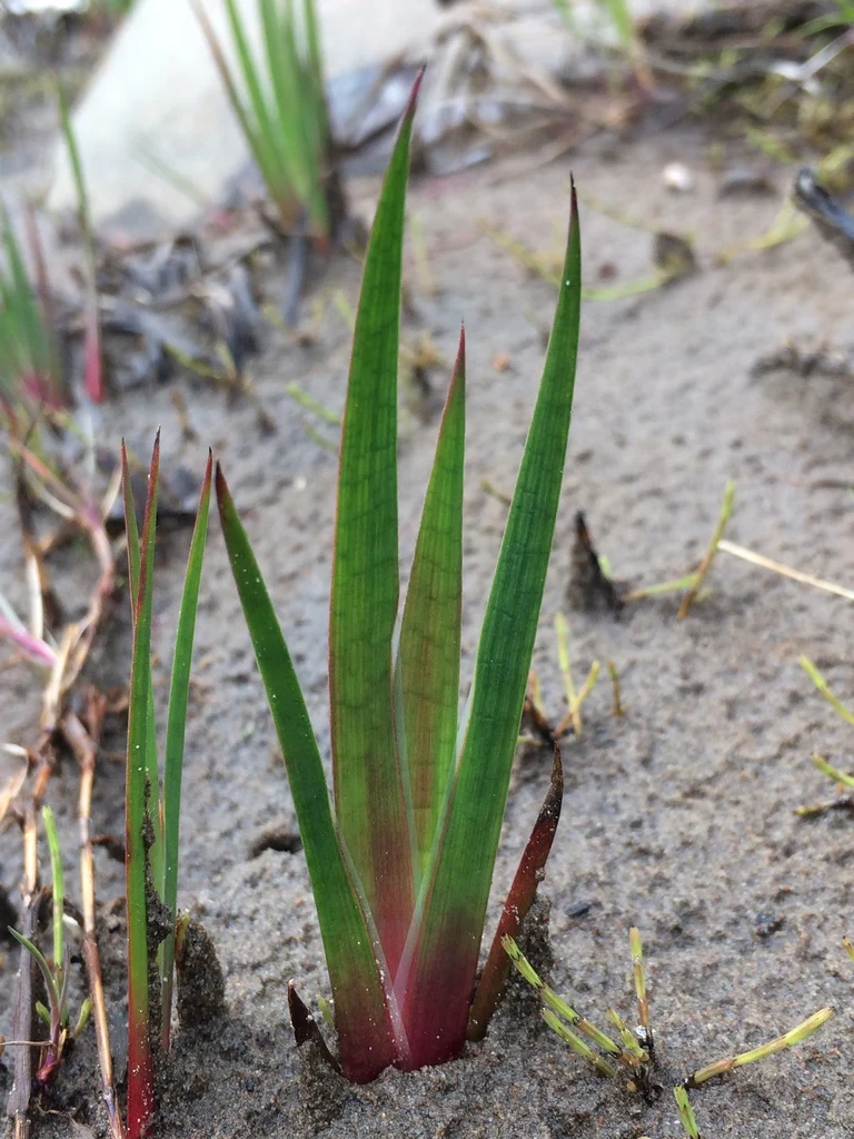 Dagger-leaf Rush - Image 2