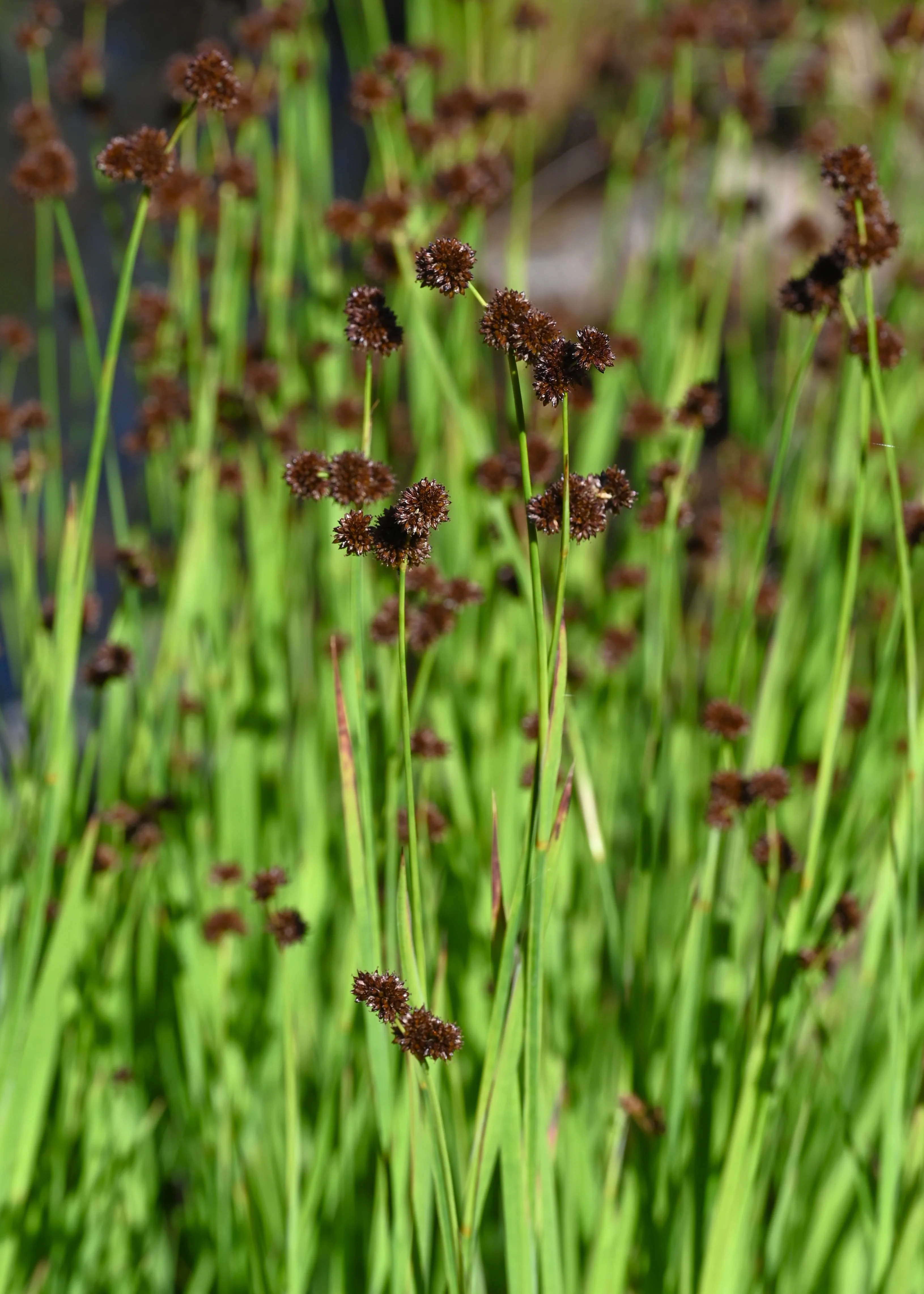 Dagger-leaf Rush - Image 3