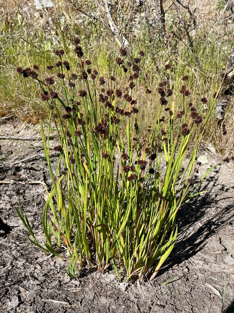 Dagger-leaf Rush - Image 4