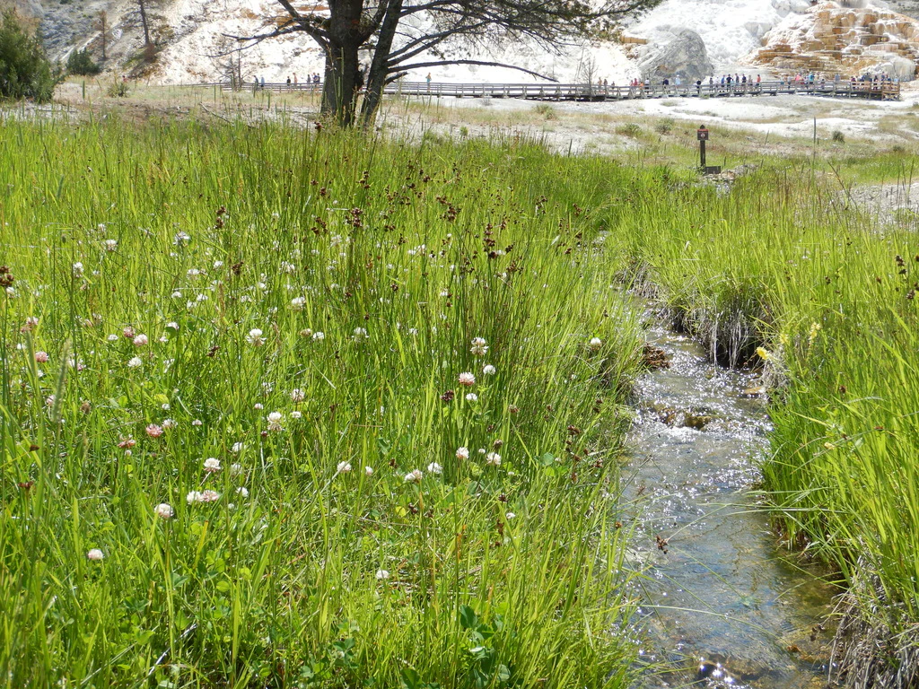 Dagger-leaf Rush - Image 5