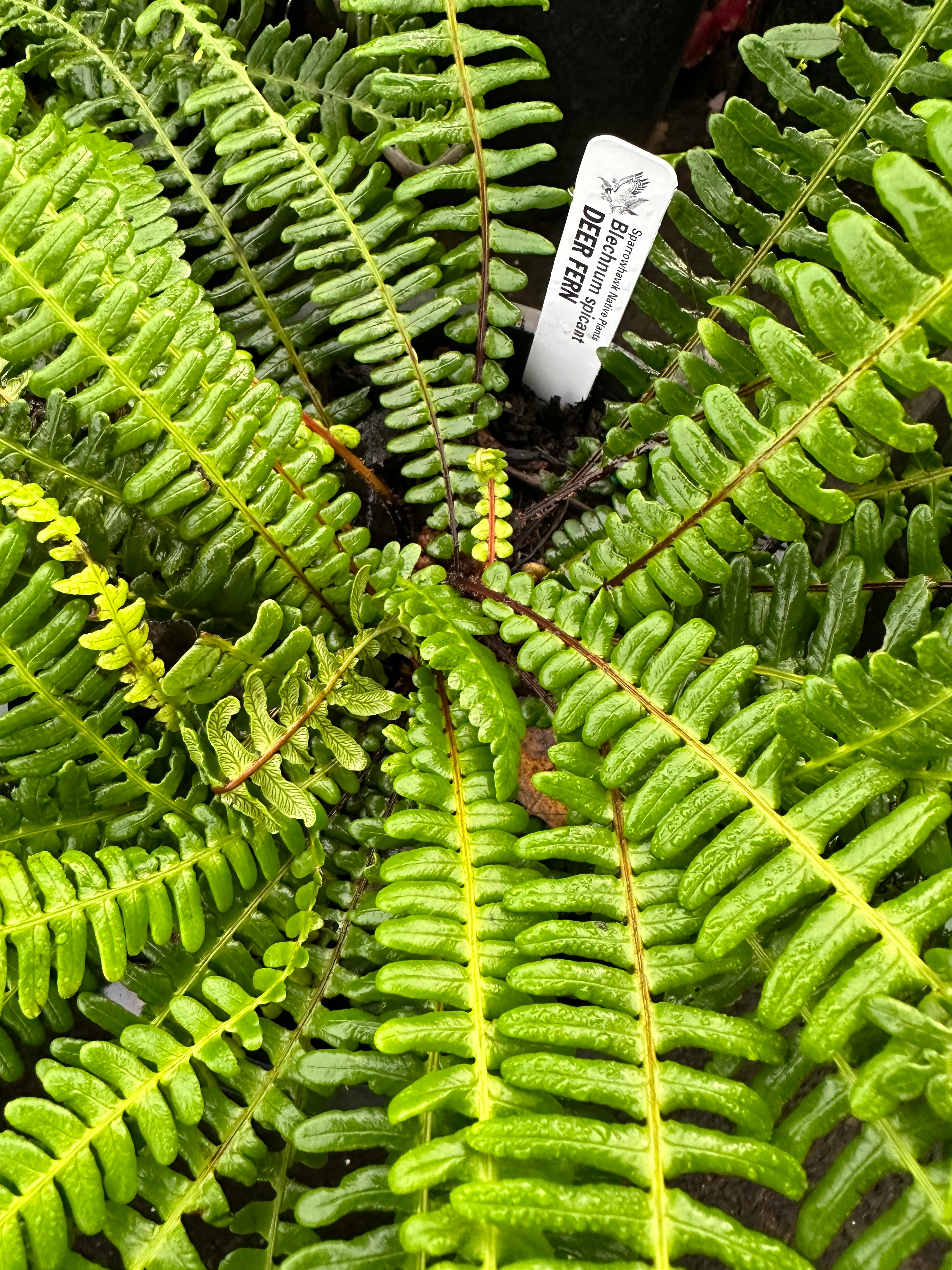 Deer Fern - Image 2