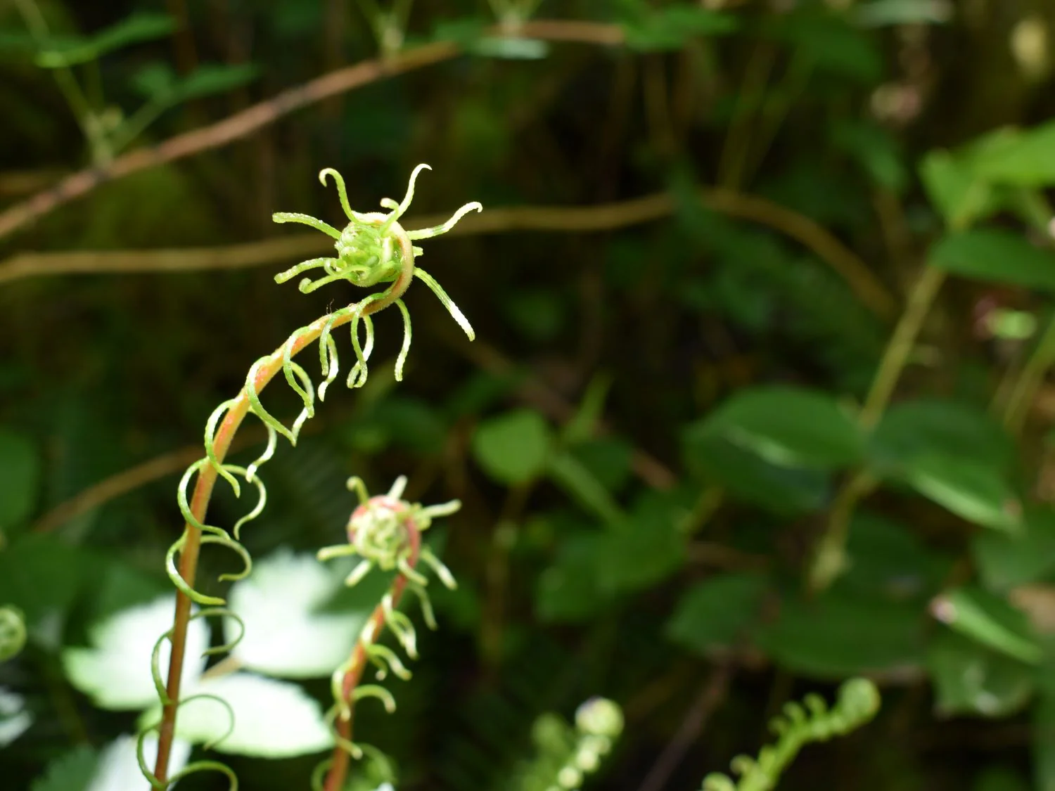 Deer Fern - Image 3