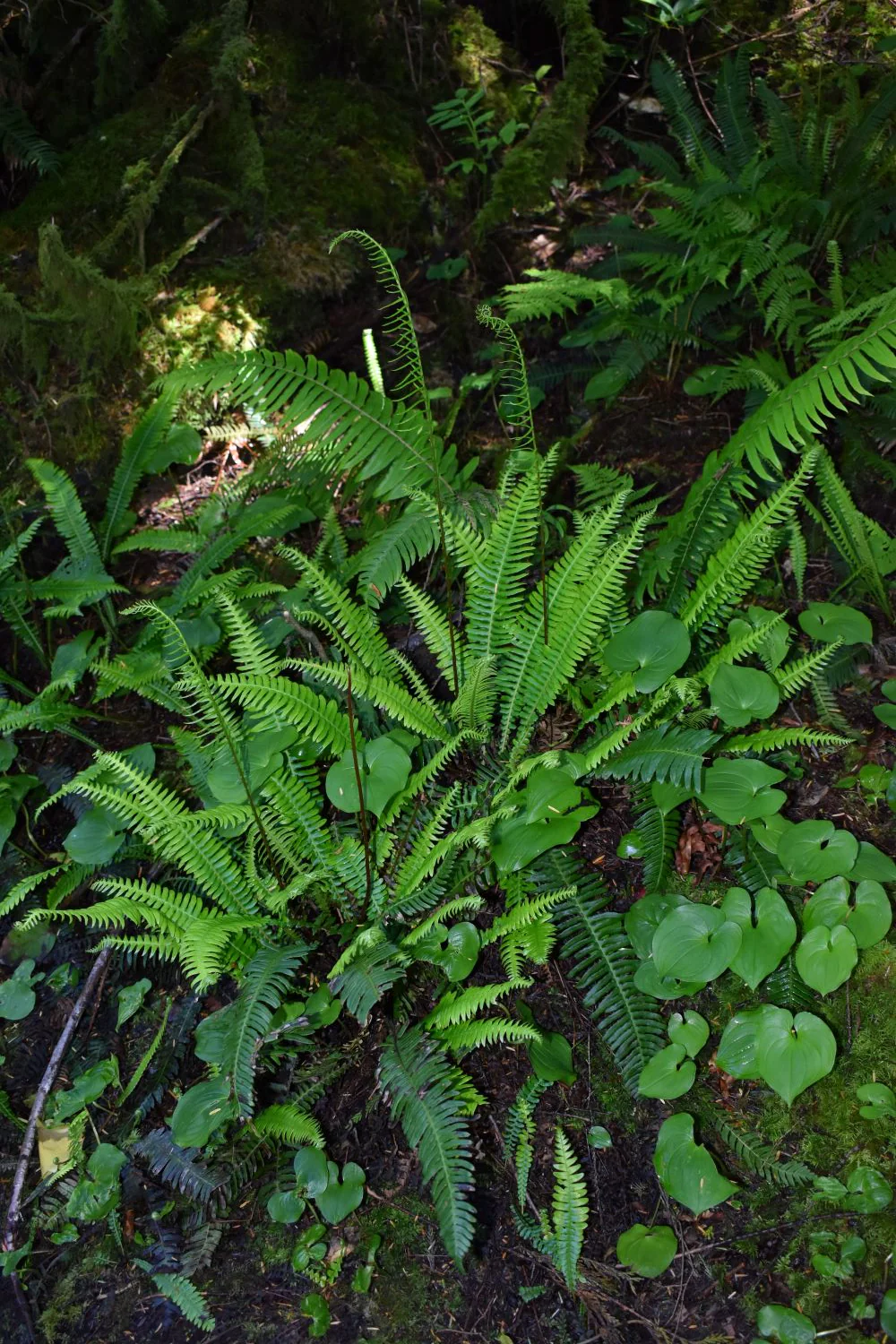 Deer Fern - Image 4