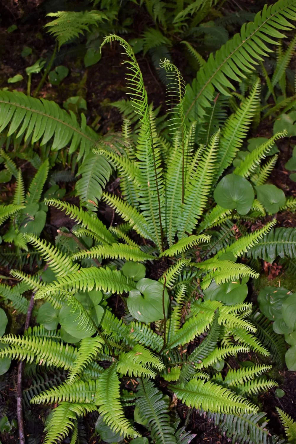 Deer Fern - Image 5