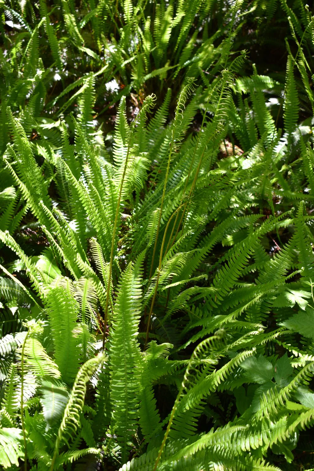 Deer Fern - Image 6