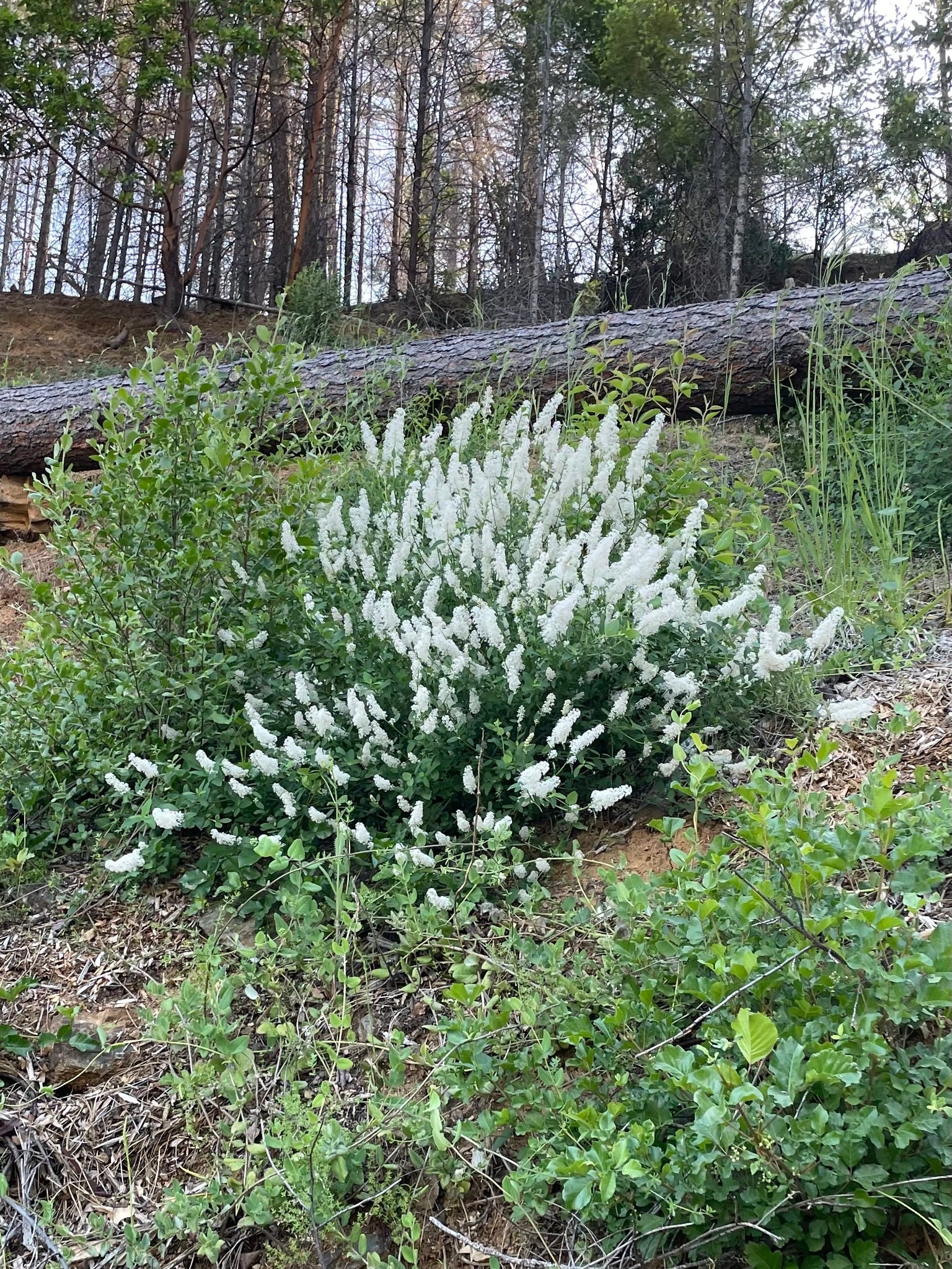 Deerbrush - Image 4