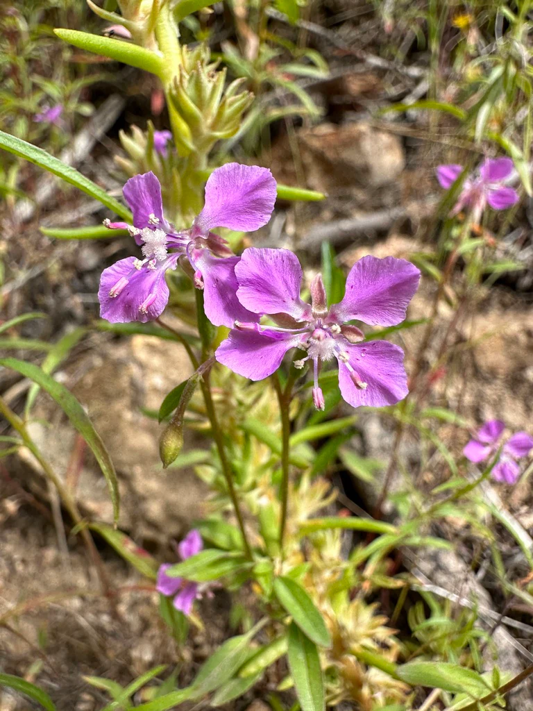 Diamond Clarkia (Seeds) - Image 3