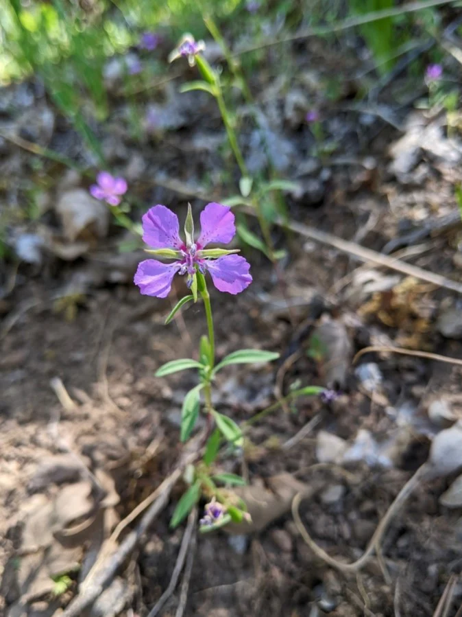 Diamond Clarkia (Seeds) - Image 4