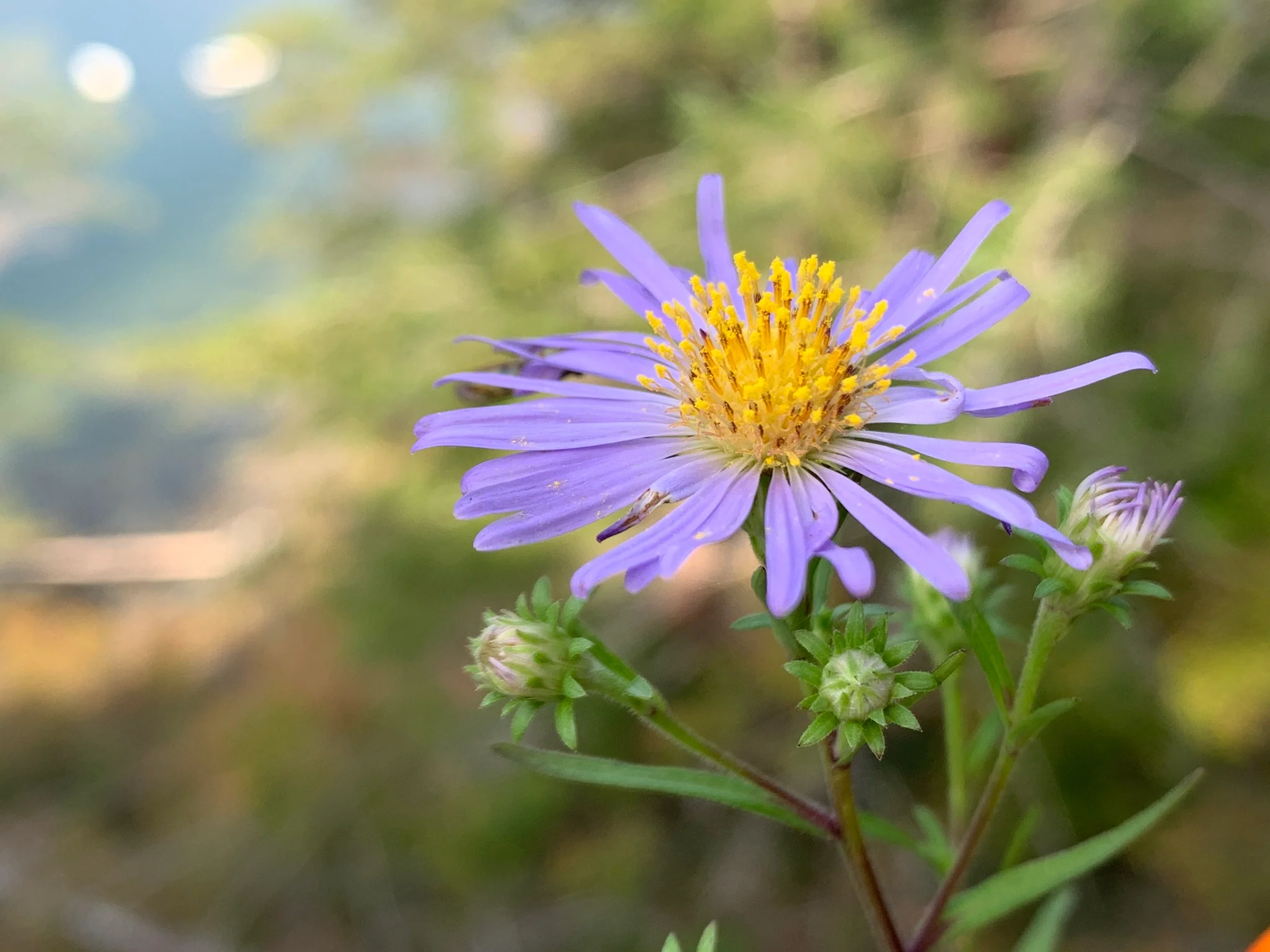 Douglas' Aster - Image 2