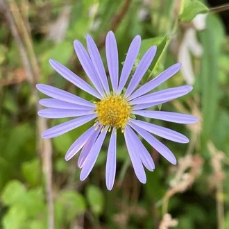 Douglas' Aster - Image 3