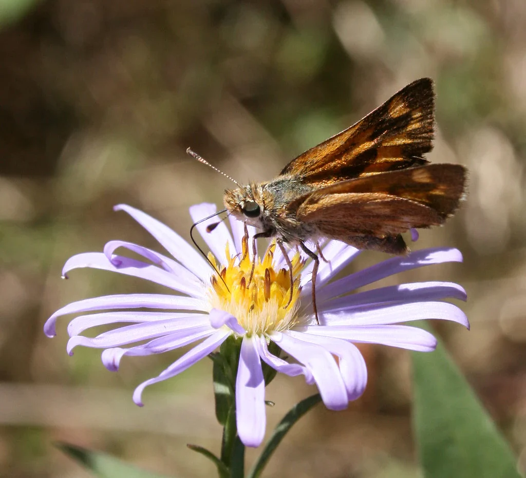 Douglas' Aster - Image 4
