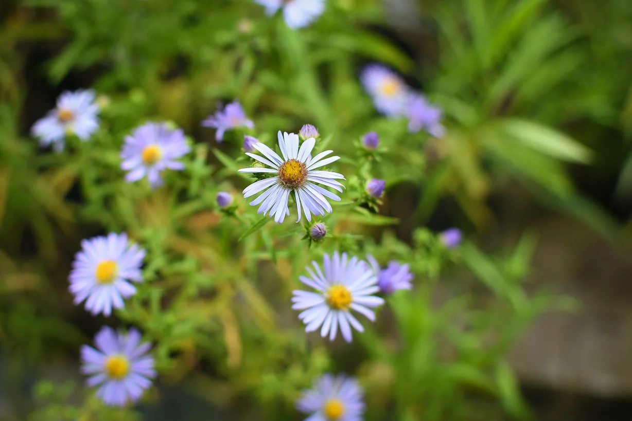 Douglas' Aster - Image 5