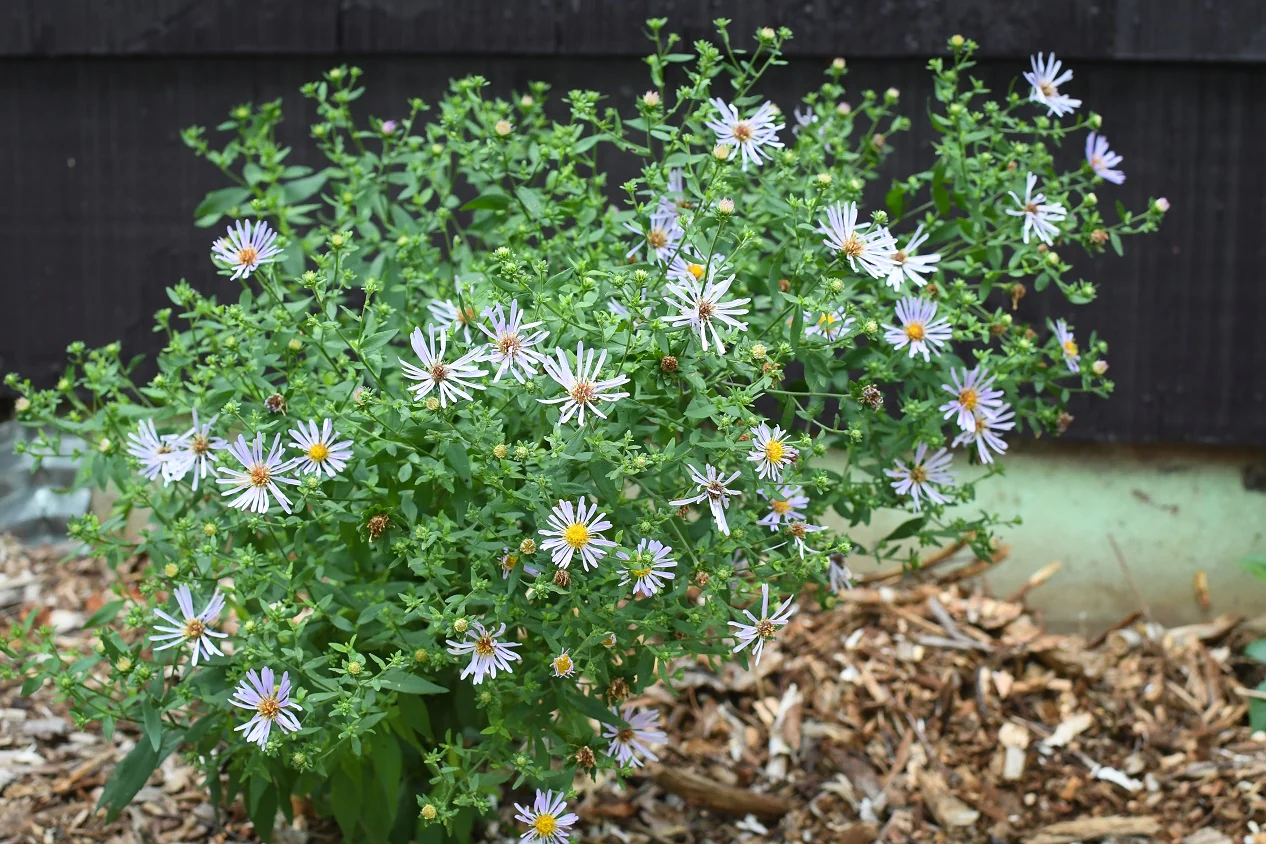 Douglas' Aster - Image 6