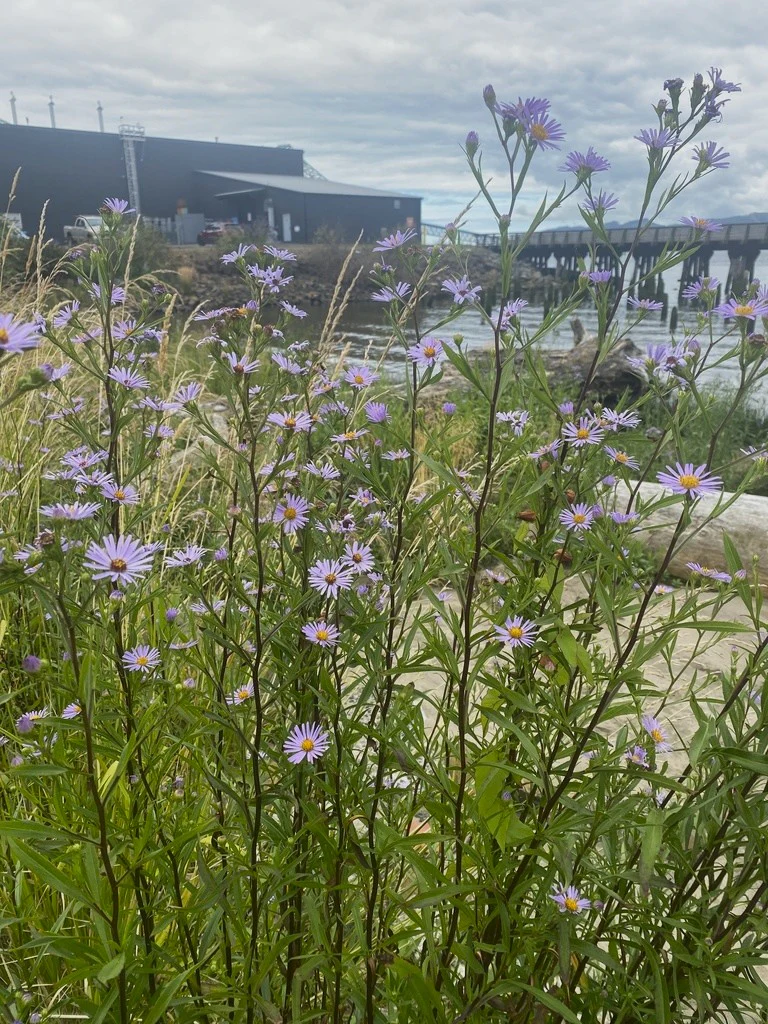 Douglas' Aster - Image 7