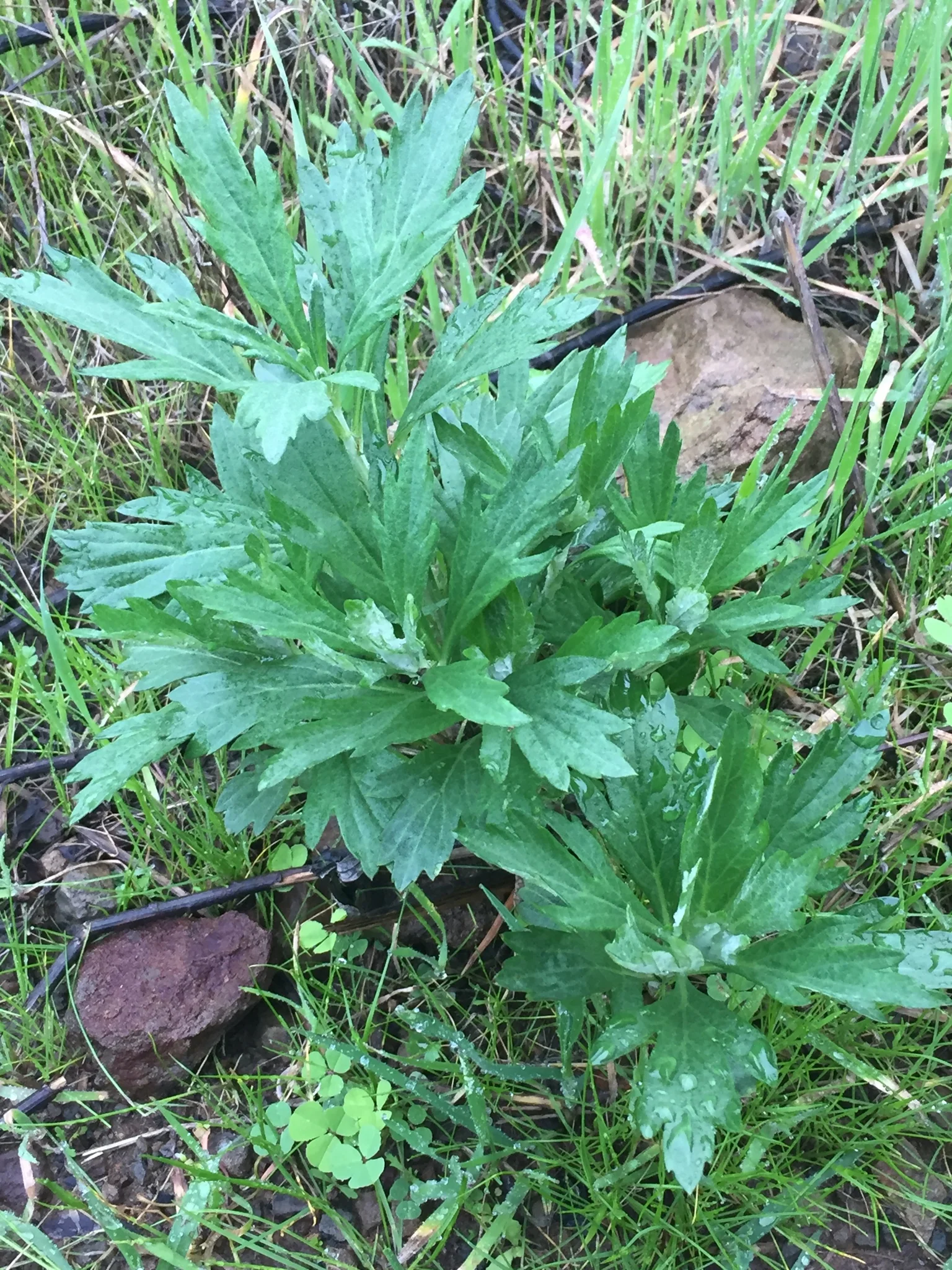 Douglas' Sagewort - Image 2