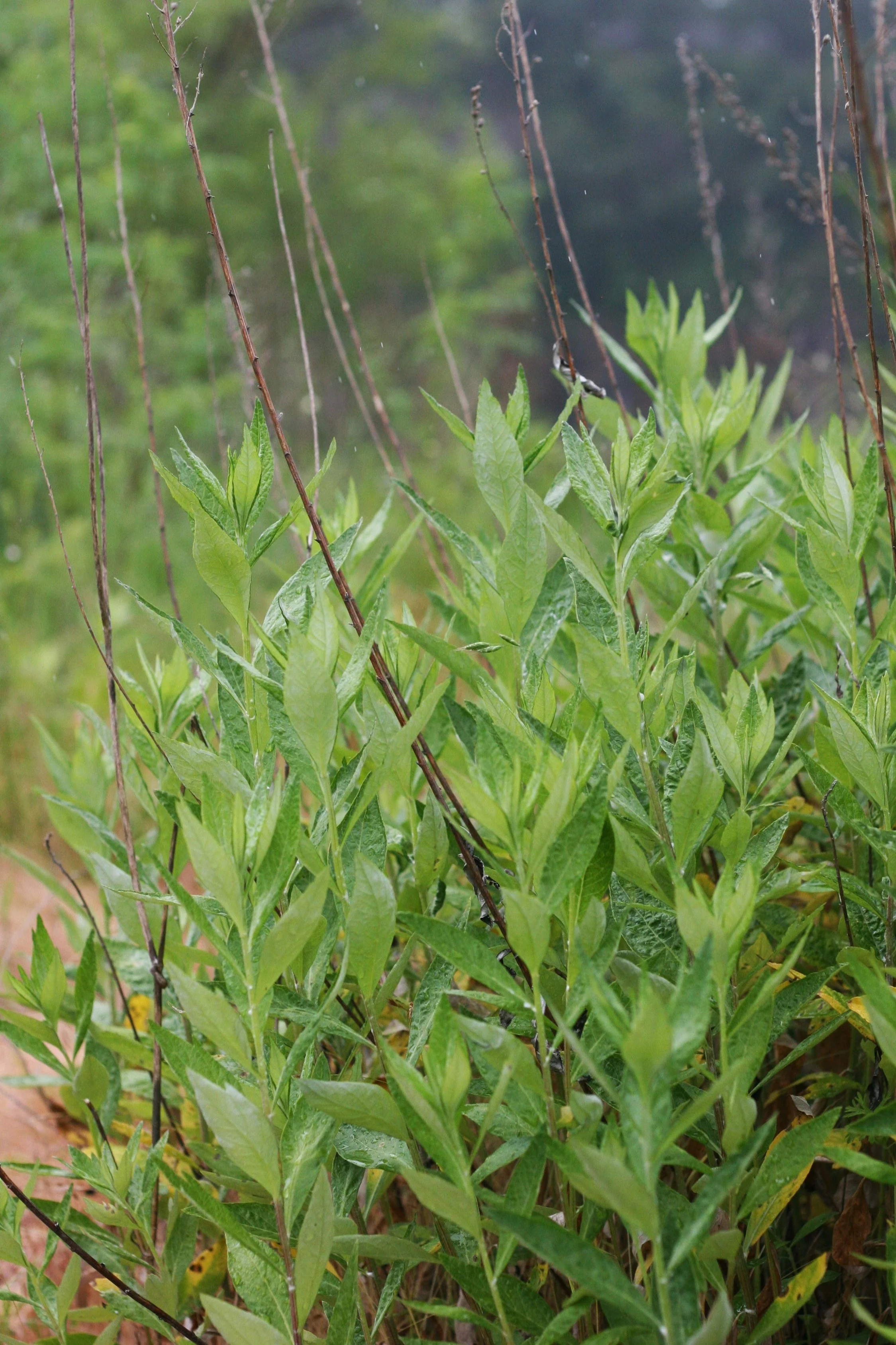 Douglas' Sagewort - Image 3