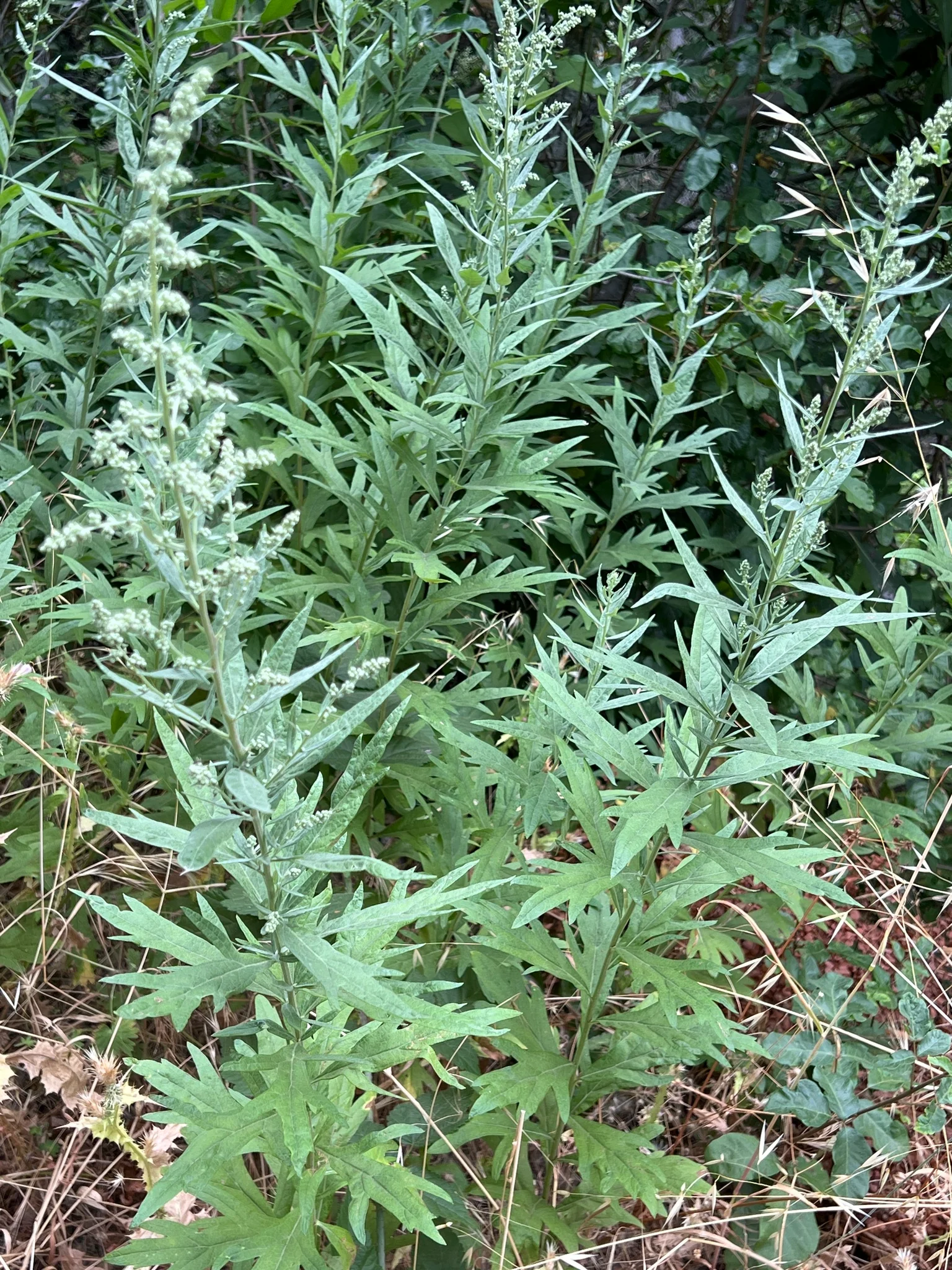 Douglas' Sagewort - Image 4