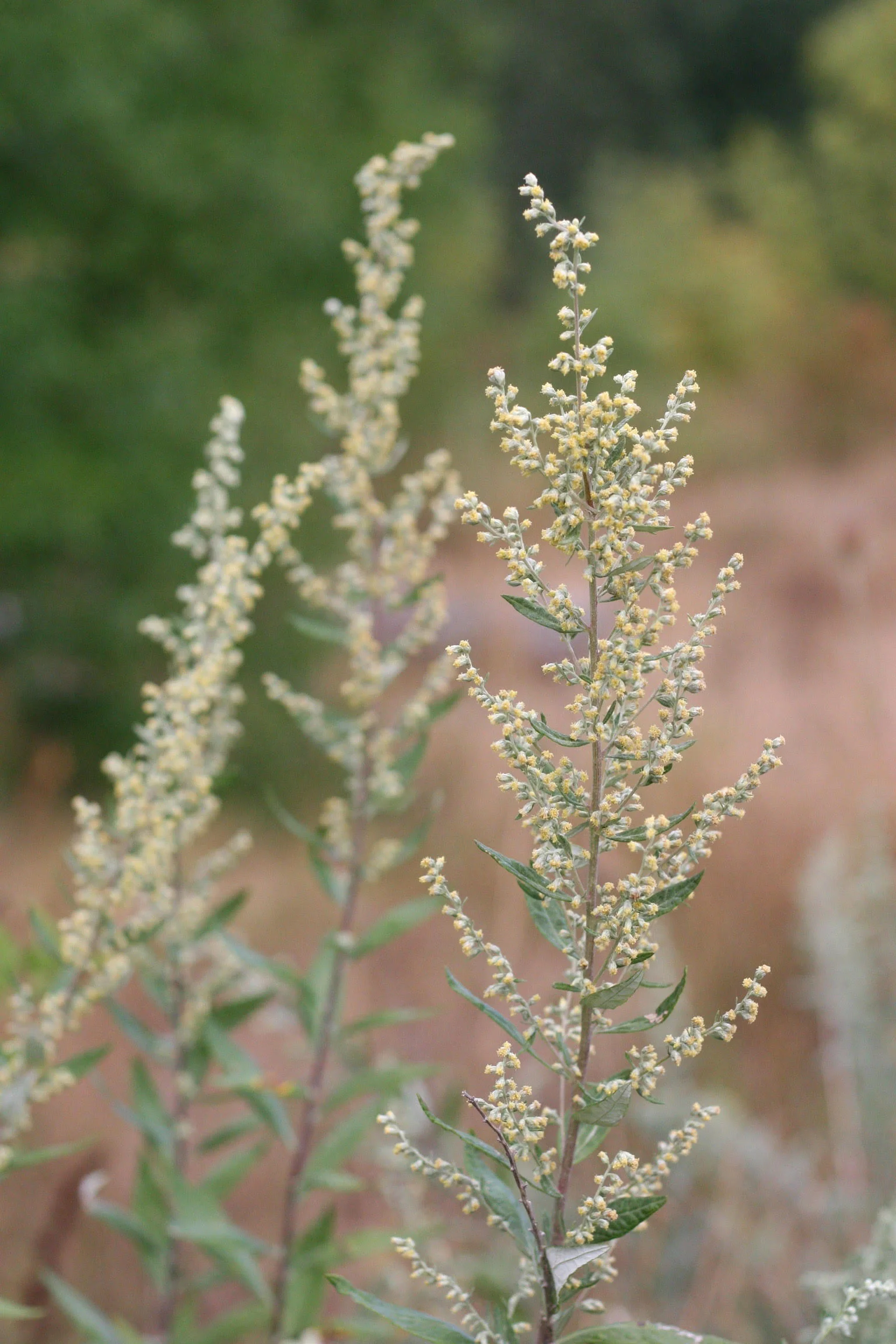 Douglas' Sagewort - Image 5