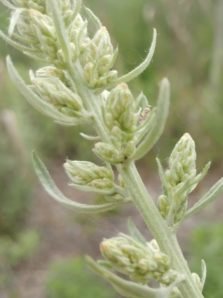 Douglas' Sagewort - Image 6