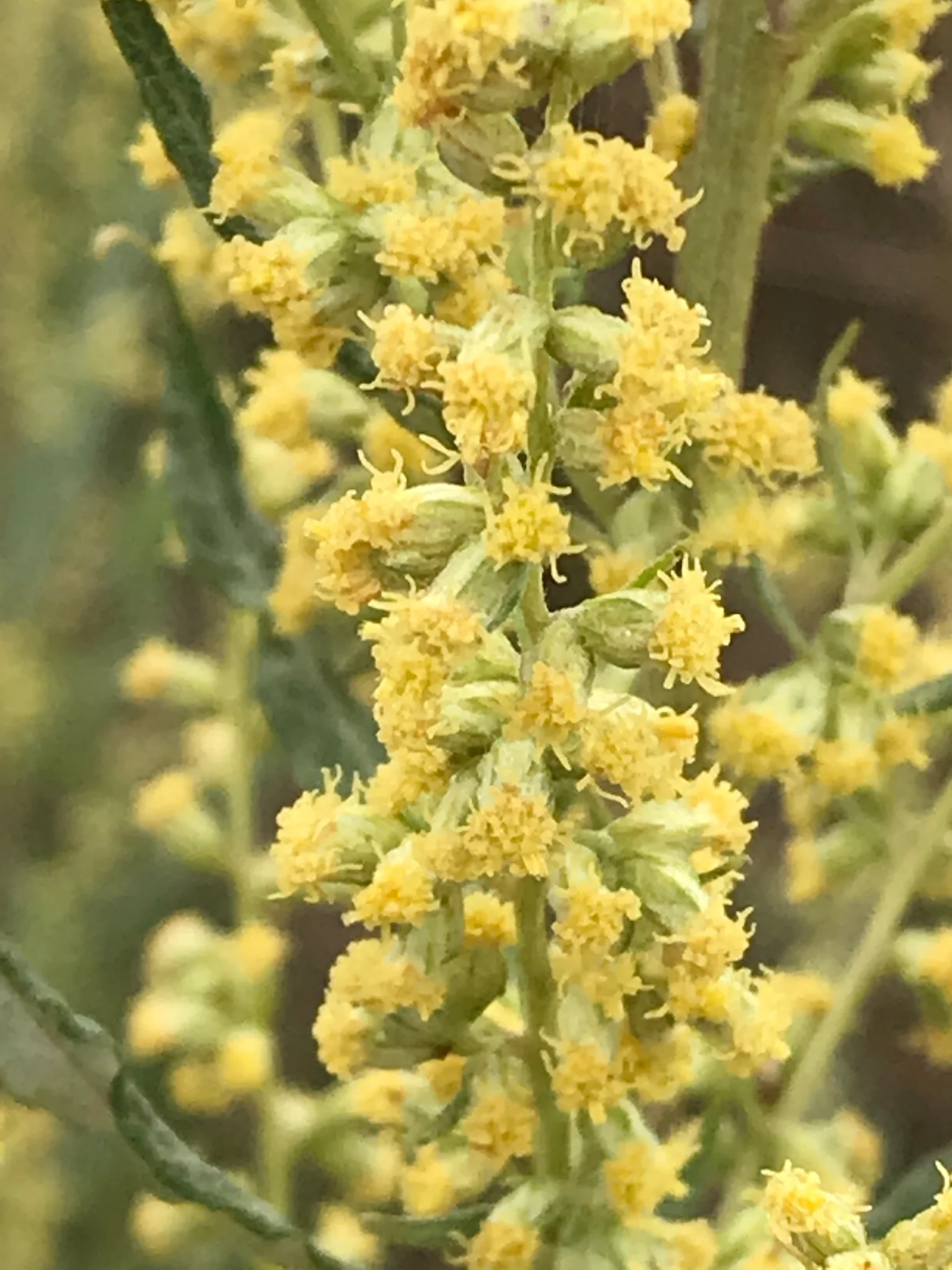Douglas' Sagewort - Image 7