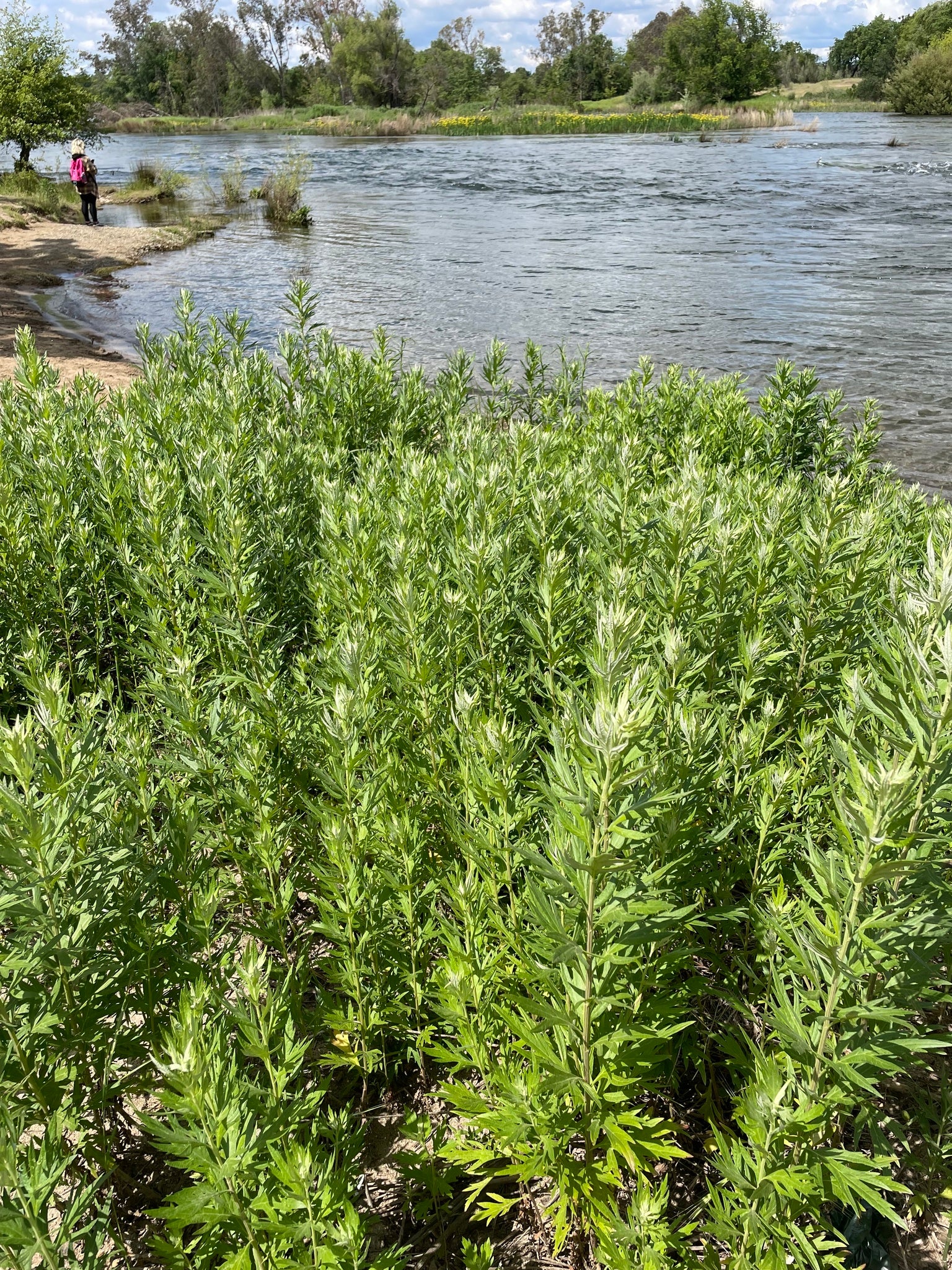 Douglas' Sagewort - Image 8