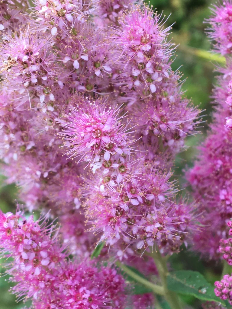 Douglas Spiraea - Image 3